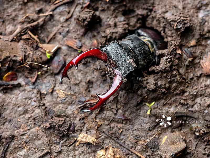 欧洲锹甲图片素材