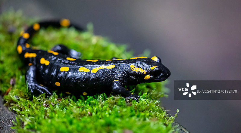 火蜥蜴图片素材