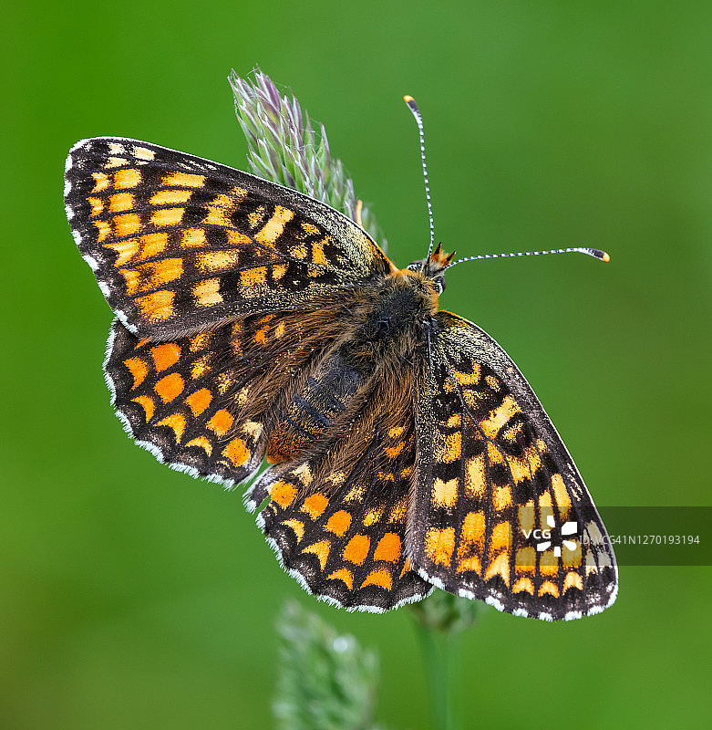 Melitaea phoebe – 矢车菊花贝蝴蝶图片素材