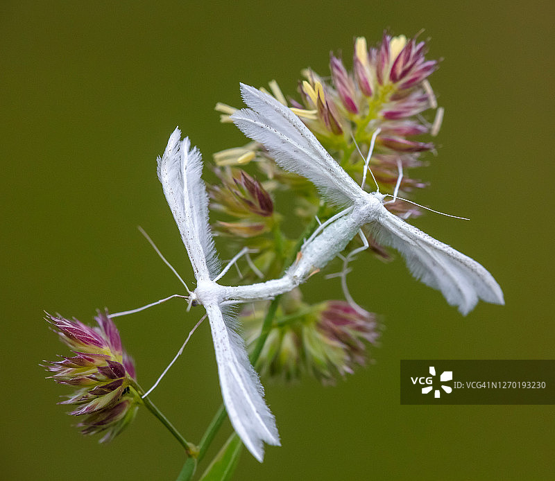 五指白羽蛾图片素材