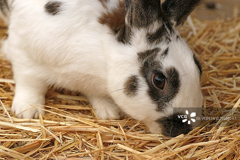 法国塞纳-马恩省的兔子特写图片素材