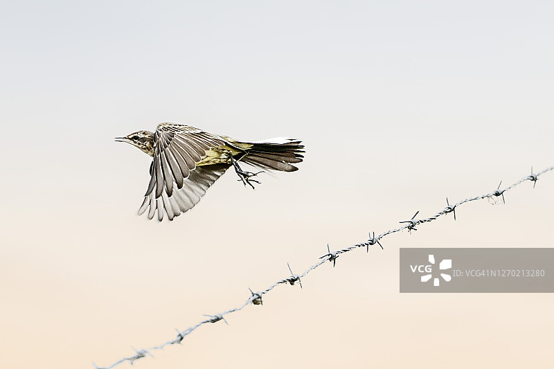 在法国塞纳-马恩省拉巴塞的带刺铁丝网附近飞行的灰鹡鸰图片素材