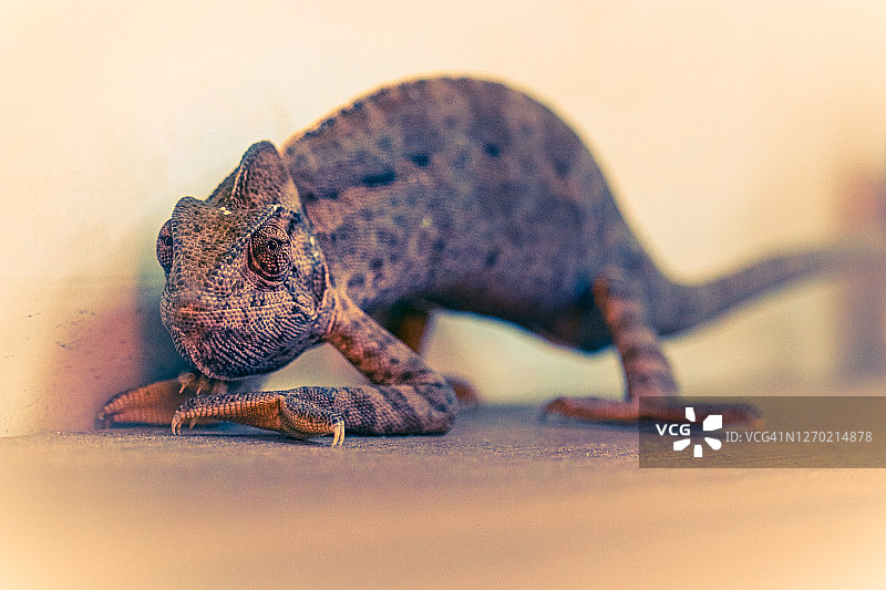 变色龙图片素材