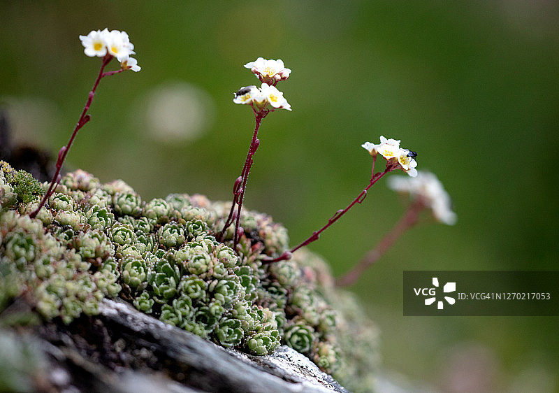 聚伞虎耳草——高山虎耳草图片素材