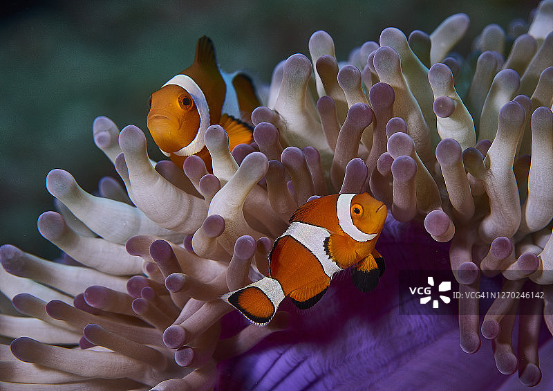 海葵中的小丑鱼图片素材