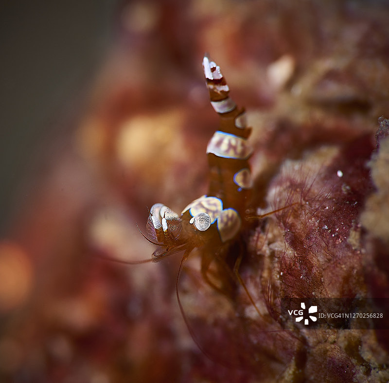 艾基活虾图片素材