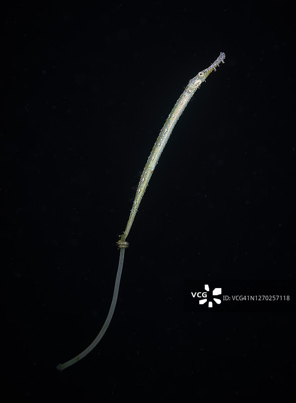 在公海中漂流的海龙图片素材