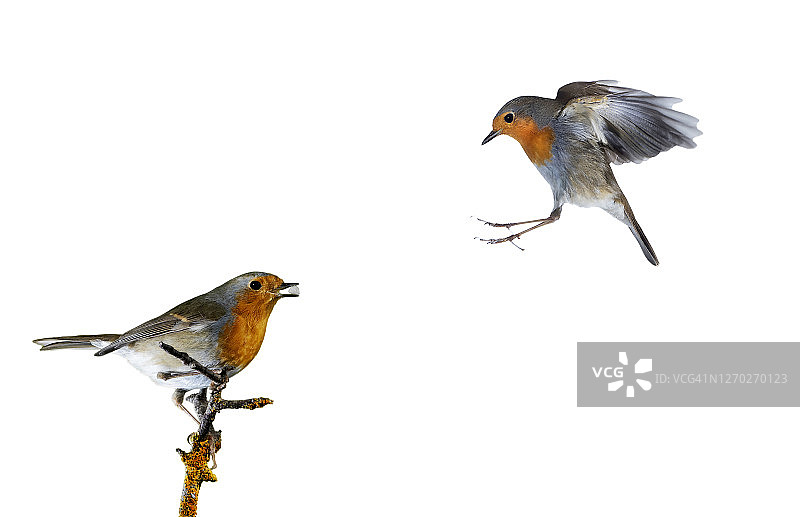 飞行中的知更鸟特写图片素材