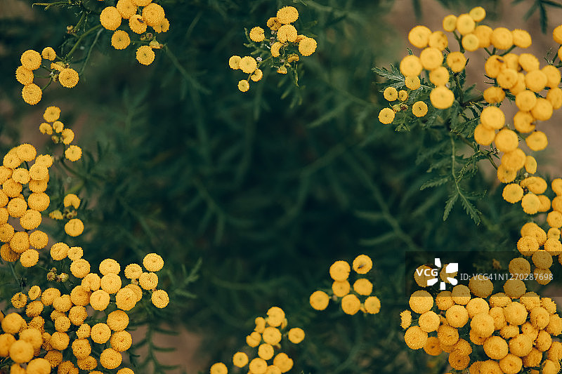 黄色艾菊背景图片素材