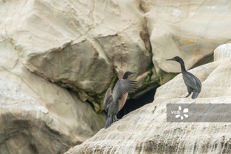 栖息在悬崖顶上的鸬鹚，皮斯莫海滩，加利福尼亚海岸线图片素材