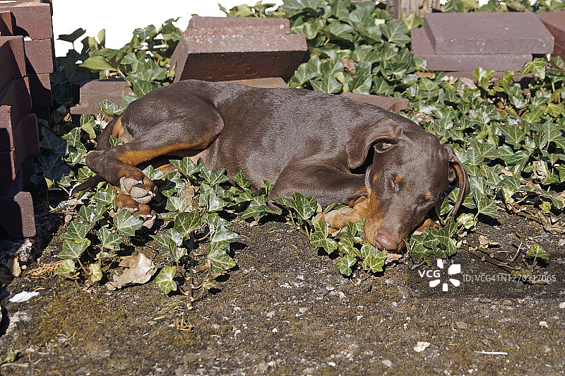 可爱的舒适小狗图片素材