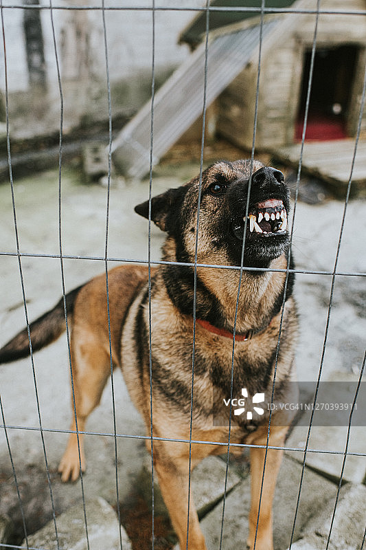 栏杆后的凶猛德国牧羊犬图片素材