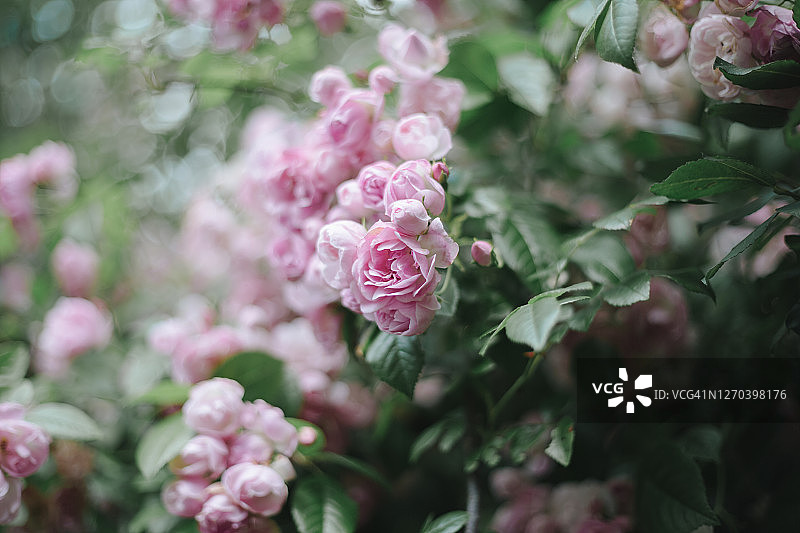 花园里的粉色蔓生玫瑰图片素材