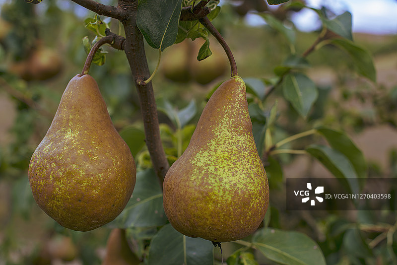 树上的两个成熟的Bosc品种梨图片素材
