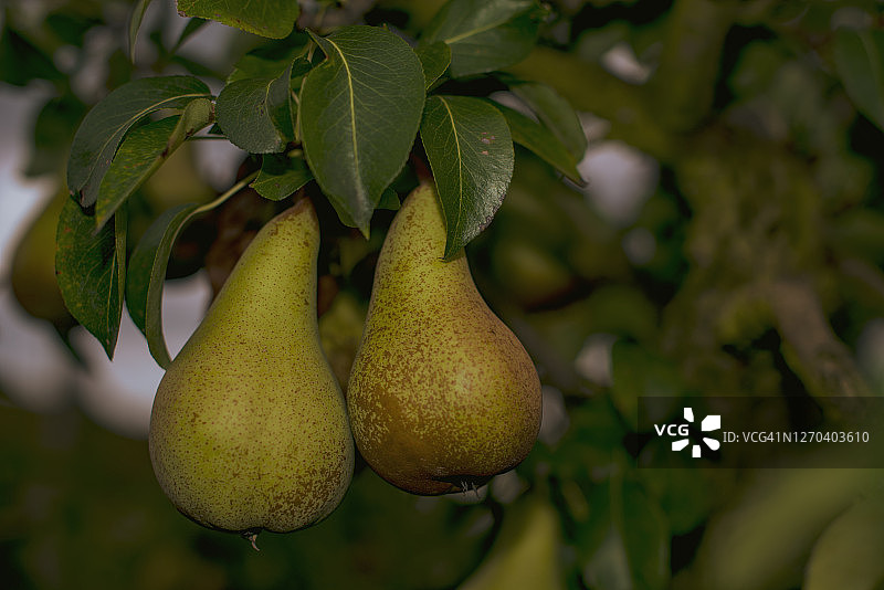 树上的两个成熟的Bosc品种梨图片素材