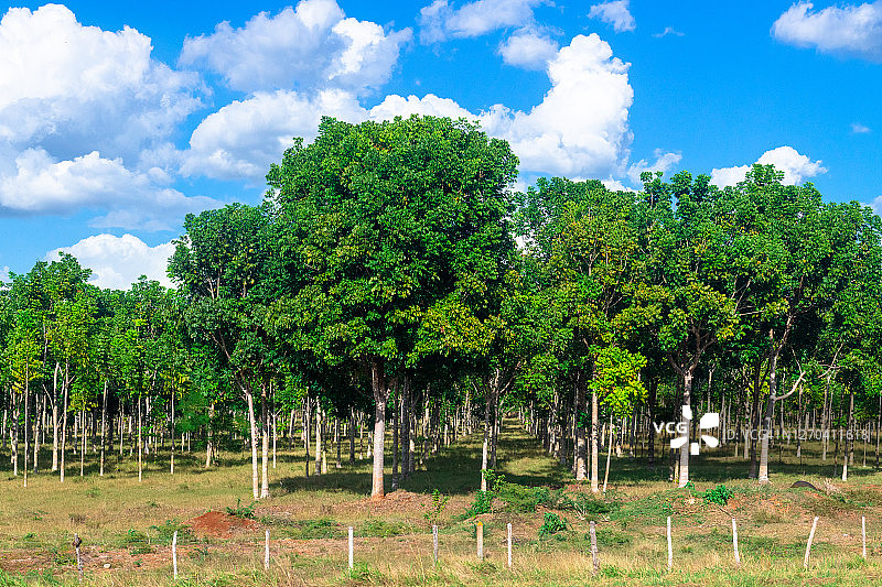 古巴的重新造林的乡村地区图片素材
