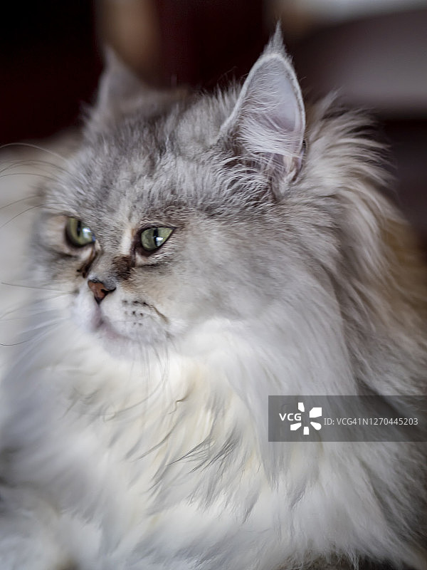 看向左侧的银白色英国短毛家猫图片素材