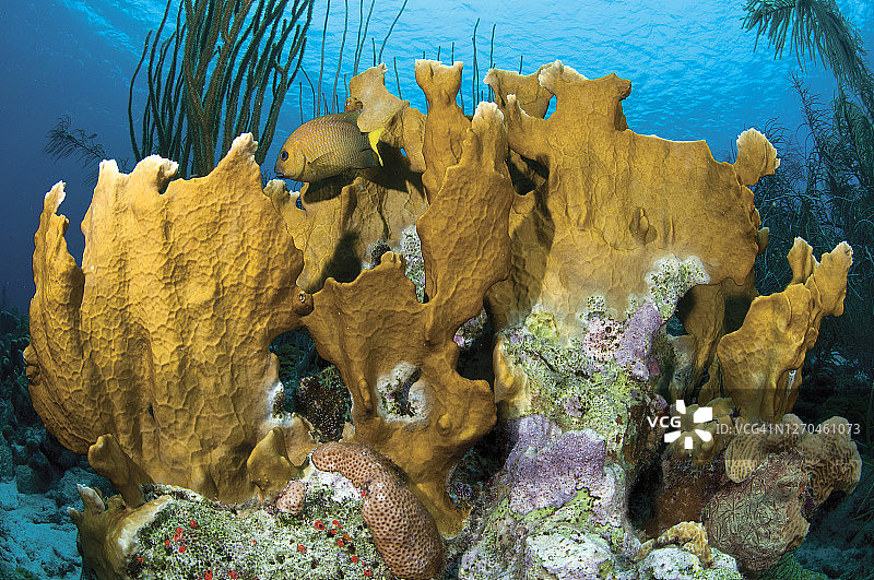 珊瑚海，克莱因博奈尔图片素材