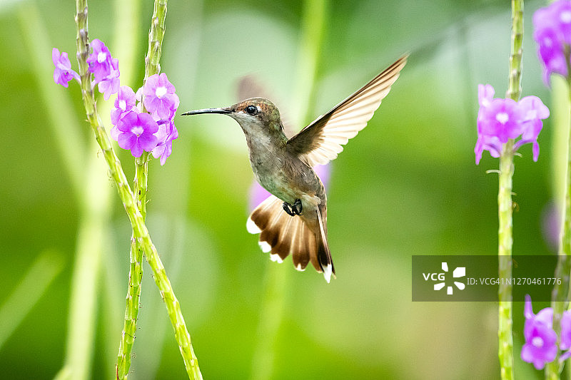 红宝石蜂鸟在热带花园中吸食紫色马鞭草花蜜，蜂鸟在飞行，蜂鸟与花朵，自然环境中的鸟类图片素材