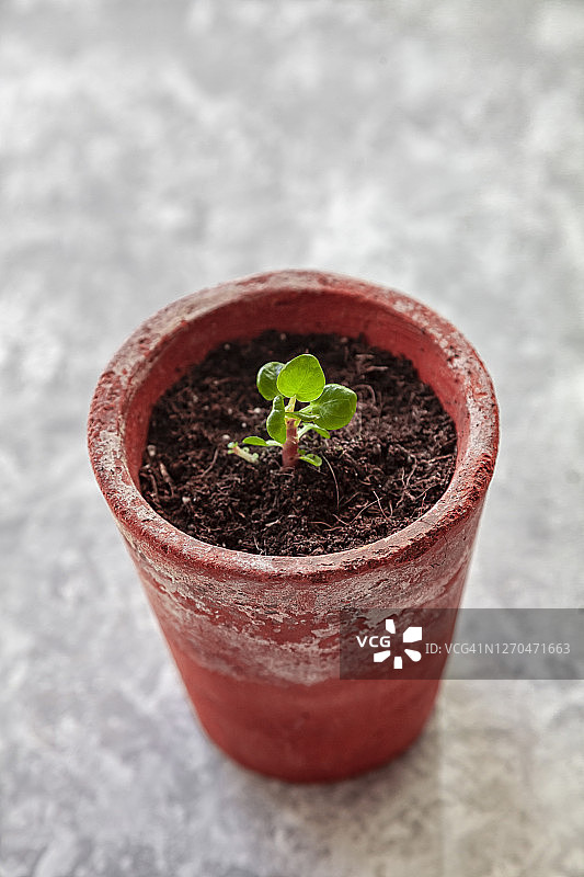 盆栽中的豆瓣绿，混凝土背景图片素材