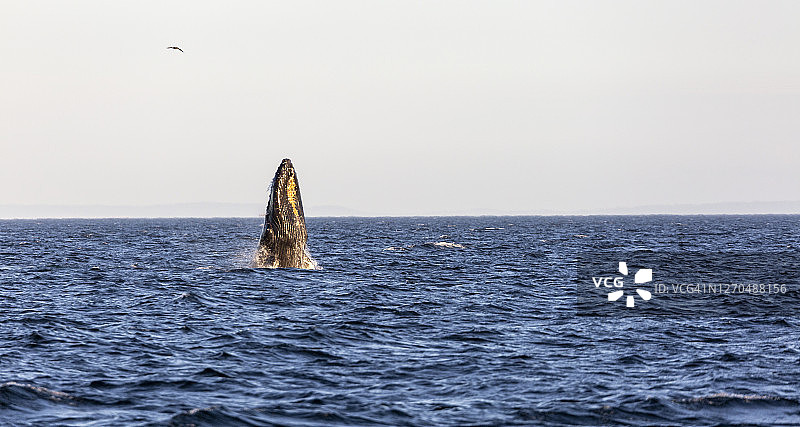 座头鲸跃出海面图片素材