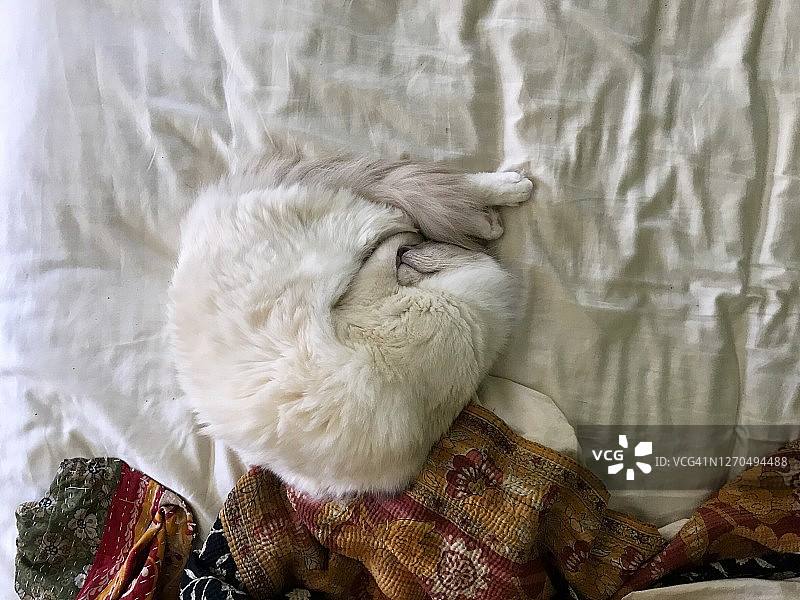 卷曲在褶皱床上的白色布偶猫图片素材