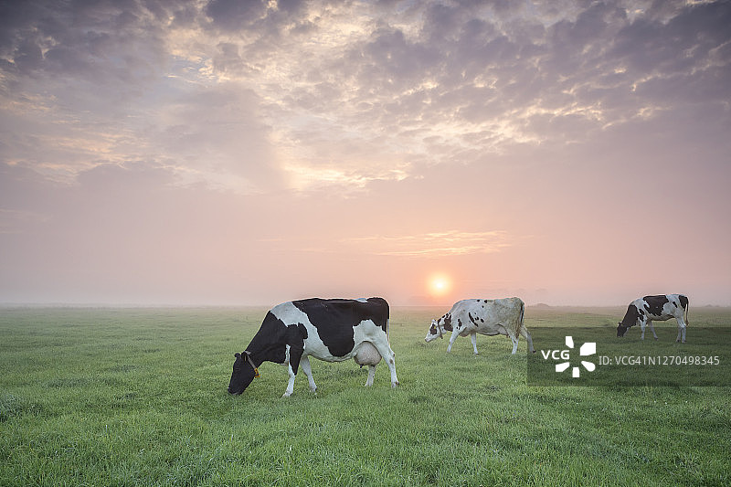 荷兰日出时分在夏季牧场上吃草的几头奶牛图片素材