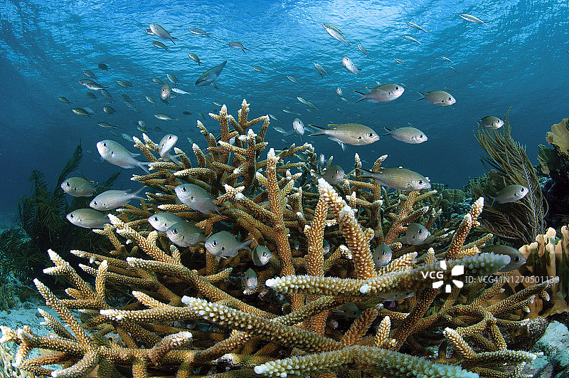 克莱因博奈尔岛的鹿角珊瑚图片素材