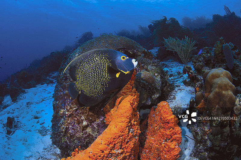 克莱因博奈尔岛的海绵图片素材