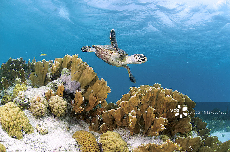 克莱恩博奈尔岛的海龟图片素材