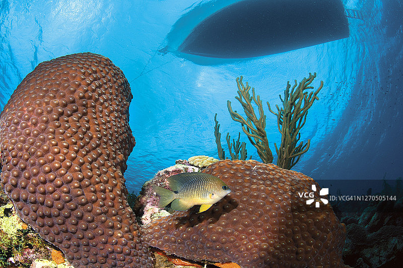 小博内尔岛刀锋礁图片素材