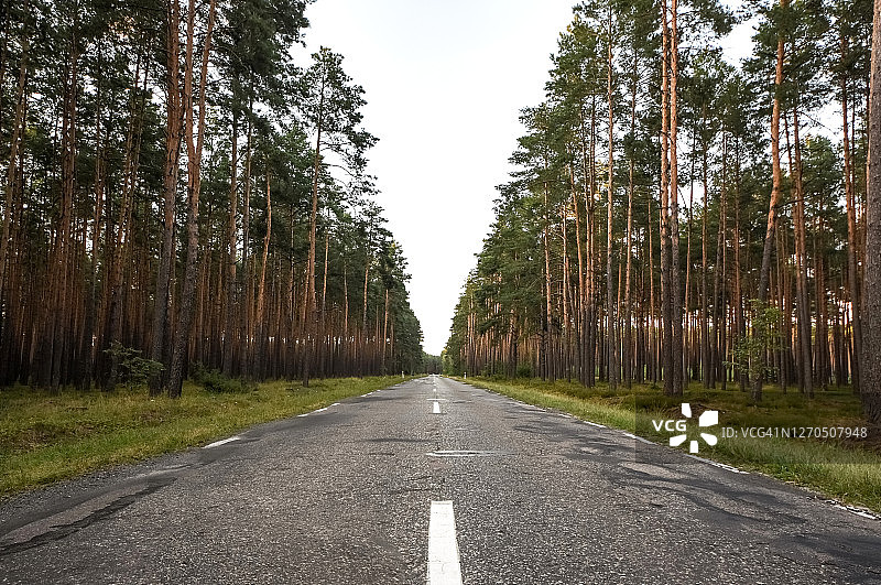 穿越波兰和白俄罗斯之间比亚沃韦扎森林的道路图片素材