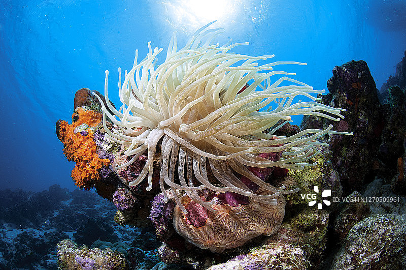 克莱因博内尔岛的银莲花图片素材