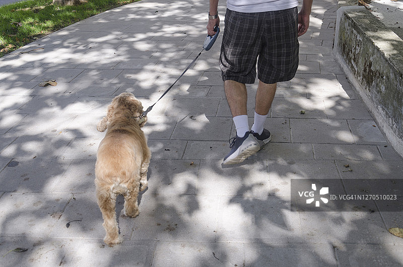 年长的拉丁裔男人遛盲犬的下半身视角，后视图图片素材