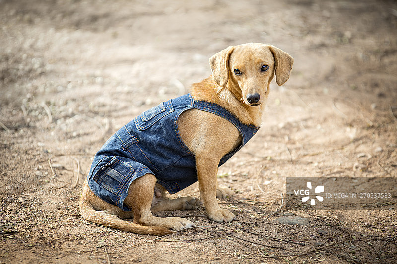 穿着牛仔背带裤的小狗图片素材