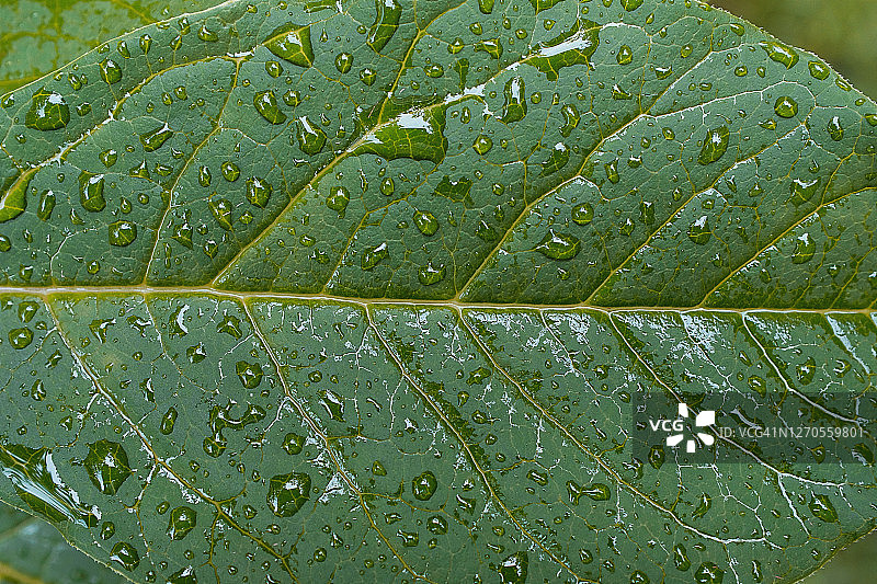 植物或灌木的绿叶，在露水、水滴中或雨后。树叶的结构。纹理背景。图片素材