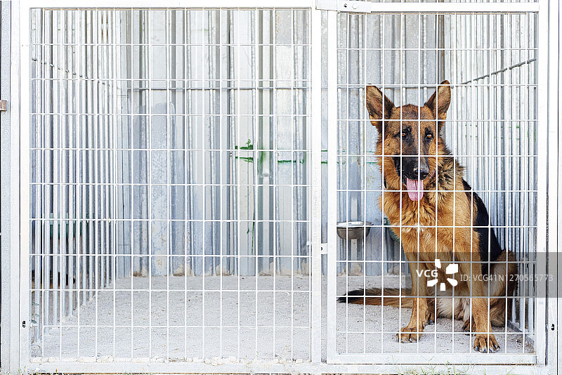 被锁在牢房里的德国牧羊犬图片素材