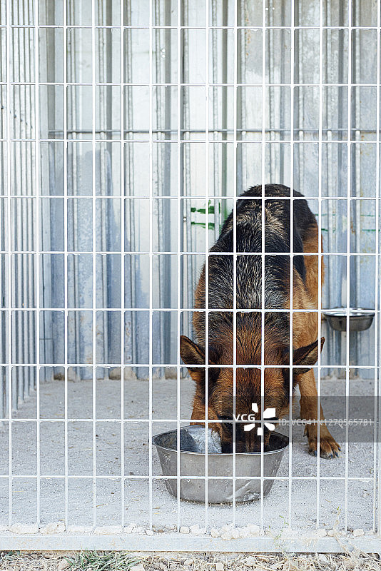 在牢房里吃东西的德国牧羊犬图片素材