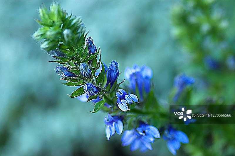 蓝萼花图片素材