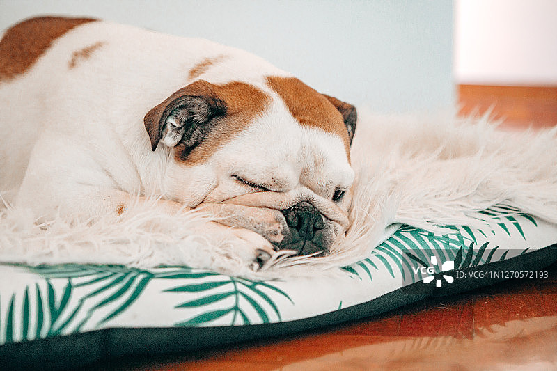 英国斗牛犬在床上睡觉图片素材