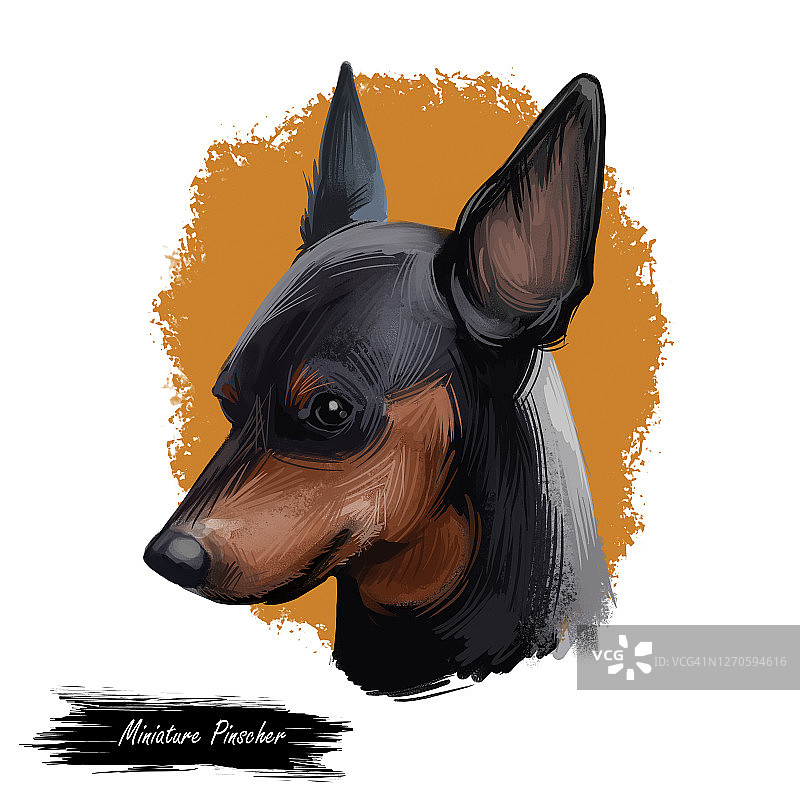 迷你品驰犬，德国犬种数字艺术插画。原产于德国的犬类侧面肖像。迷你品猎犬，具有长耳朵的动物类型。宠物孤立在棕色背景上图片素材