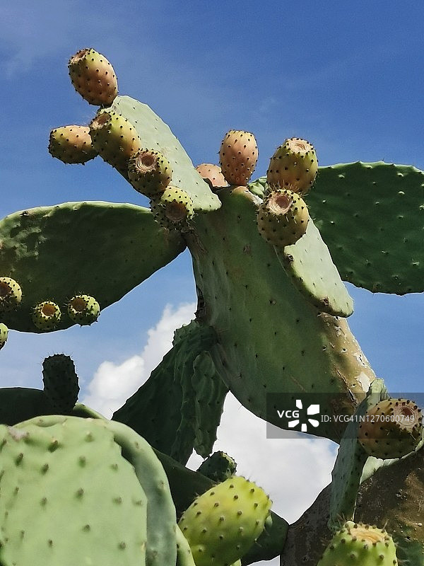 带水果的仙人掌图片素材