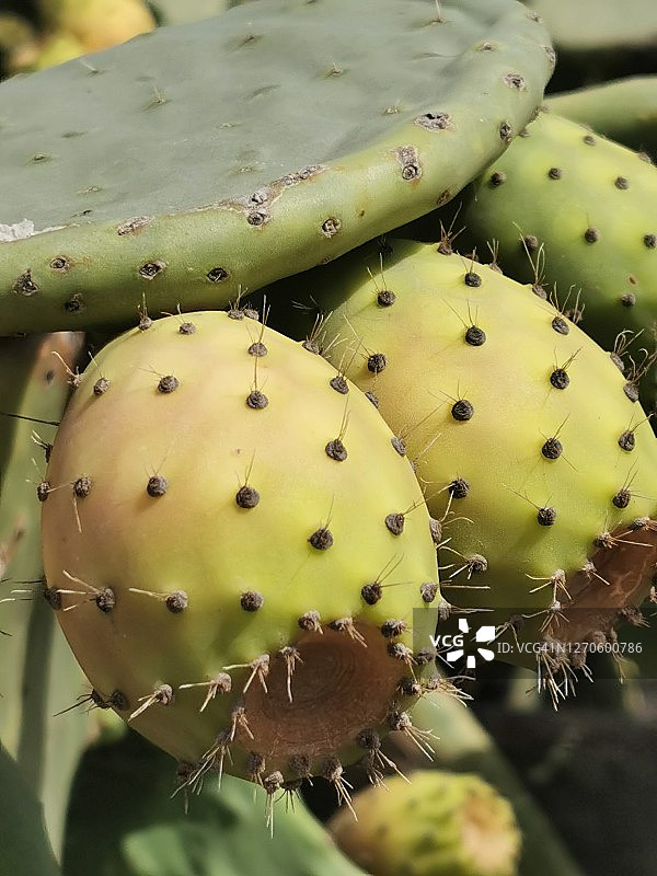 带水果的仙人掌图片素材