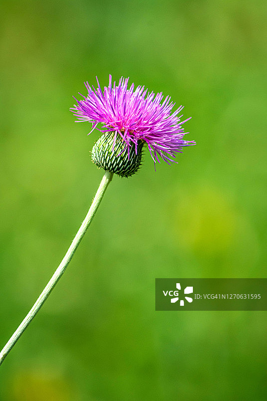 来自德克萨斯州的图片素材