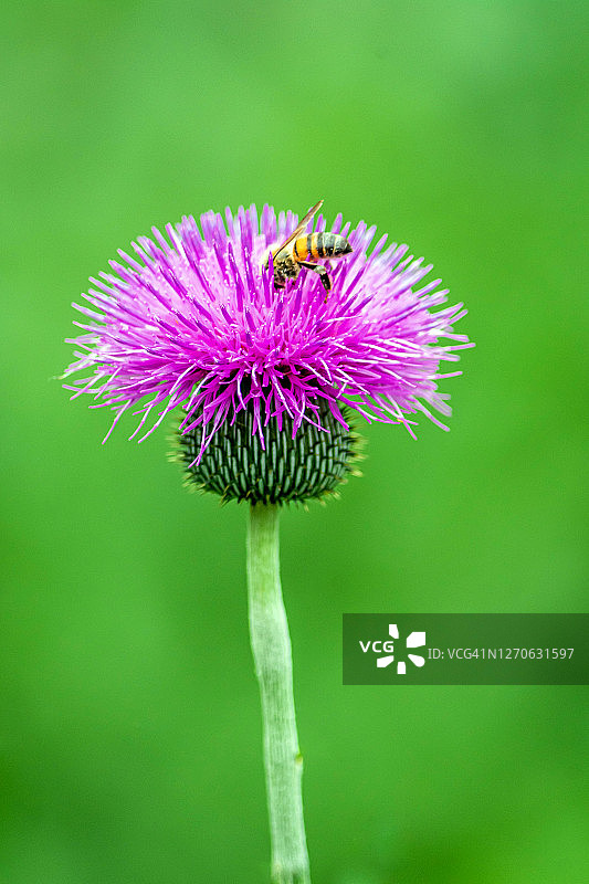 来自德克萨斯州的图片素材