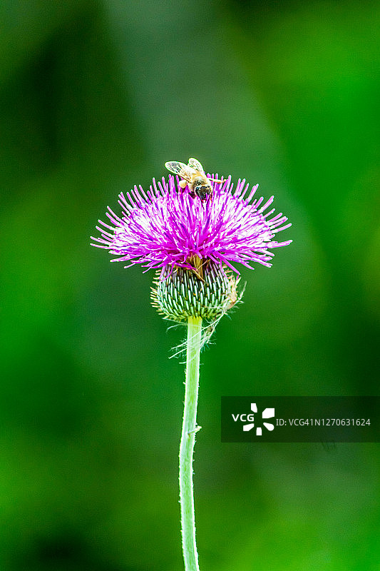来自德克萨斯州的图片素材
