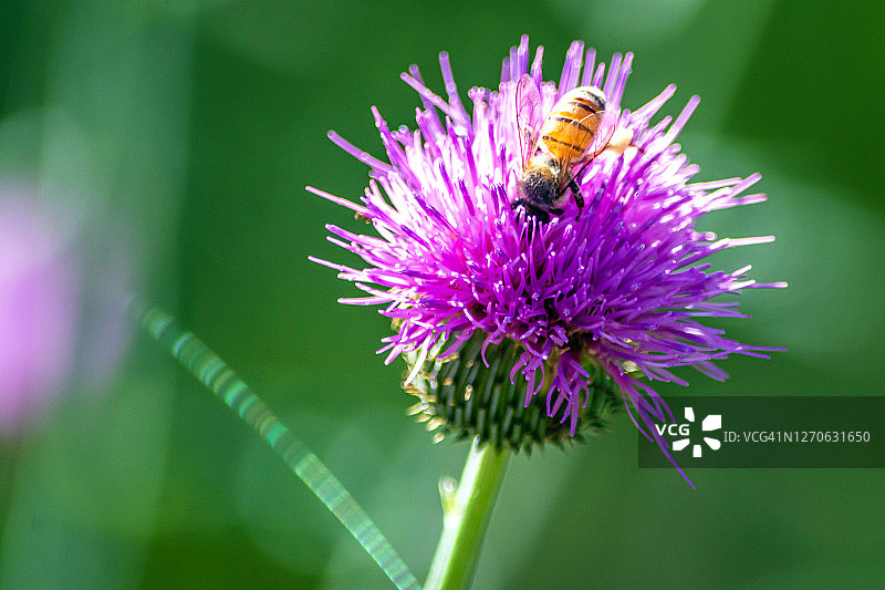 来自德克萨斯州的图片素材