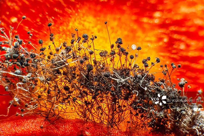 显微镜下腐烂番茄上的霉菌图片素材