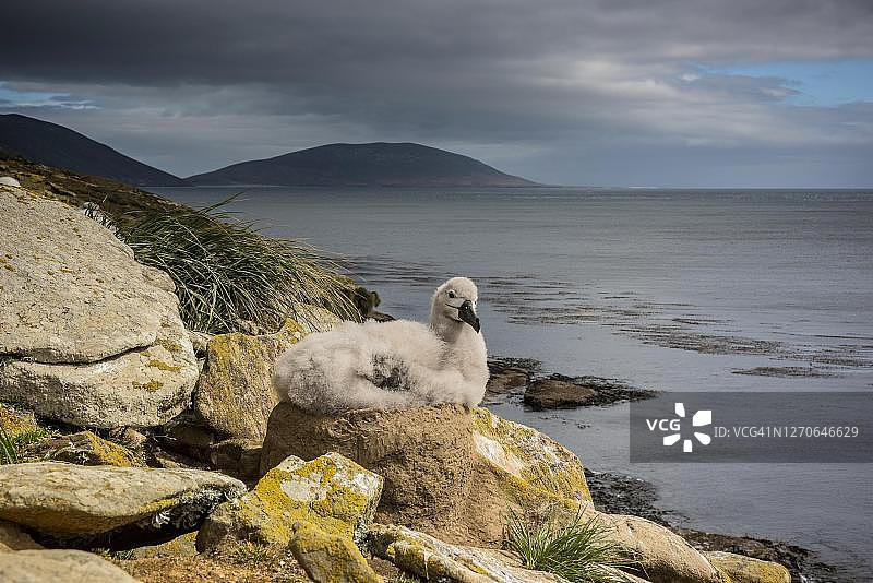 在桑德斯岛上的黑眉信天翁幼鸟图片素材