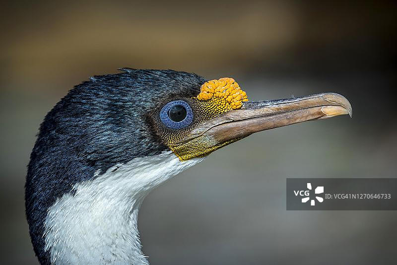 帝王绒鸭，桑德斯岛，福克兰群岛，英国图片素材